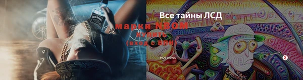 гидра Елизово
